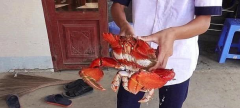 <b>呼和浩特一小伙网上买了只4斤重的螃蟹,煮好打开盖子后，瞬间傻眼了，肉呢？</b>